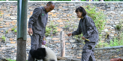 大相岭熊猫基地：探索四川大熊猫放归新天地